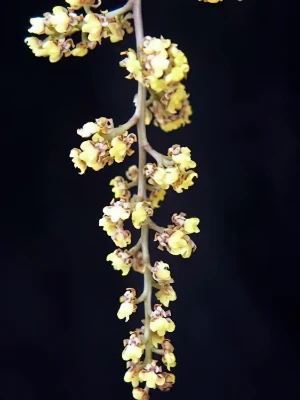 Bild von Oncidium pumilum 6